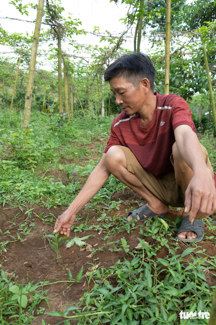 Cây giống cà phê không đạt chiều cao sẽ bị cỏ rác vùi lấp, khó sống khi trồng ra rẫy - Ảnh: HOÀNG TÁO