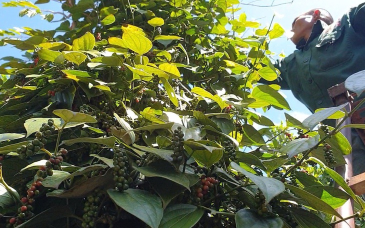 Gian lận thương mại thời AI: Cảnh báo cho doanh nghiệp xuất khẩu - Ảnh 3.