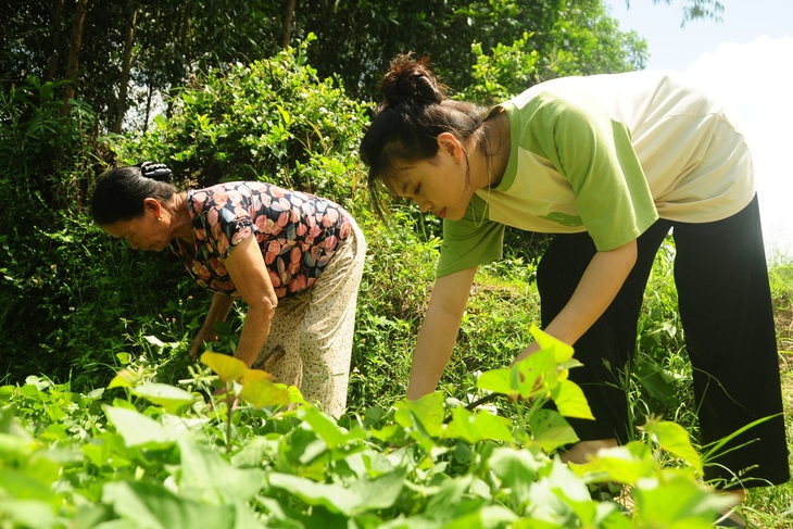 Ngọc Hòa phụ bà nội trồng rau nuôi heo để có thêm tiền trang trải cuộc sống - Ảnh: B.D.