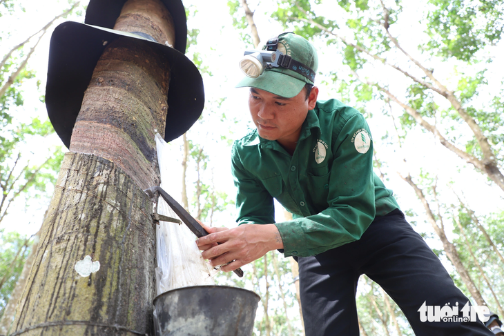 Theo anh Tiến, từng nhát dao cạo vào thân cây cao su là cả tâm huyết để đạt lượng mủ cao nhất - Ảnh: ĐĂNG NGUYÊN