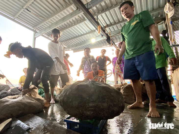 Cảnh nhộn nhịp vào rạng sáng khi nông dân đem ba khía soi được đến bán cho vựa - Ảnh DIỆU QUÍ