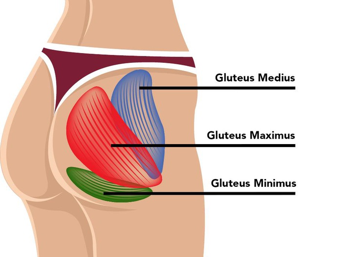 Các nhóm cơ mông chính - Nguồn ảnh: Pexels