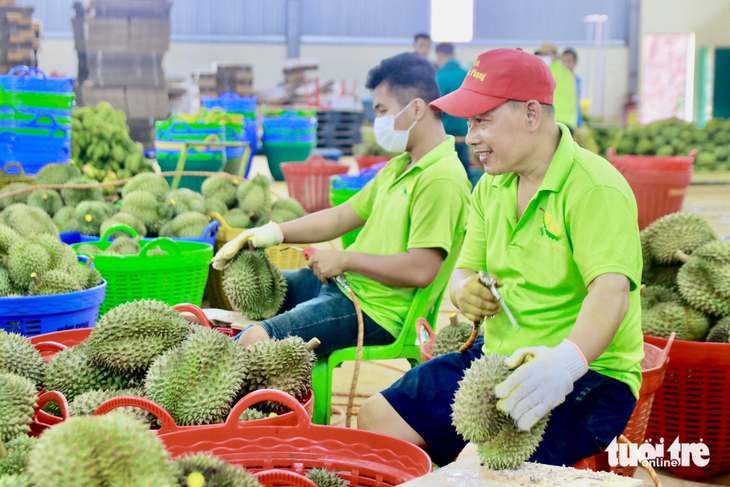 Quy trình thu hoạch, bảo quản sầu riêng cũng được đưa ra để nâng chất lượng sầu riêng - Ảnh: THẾ THẾ