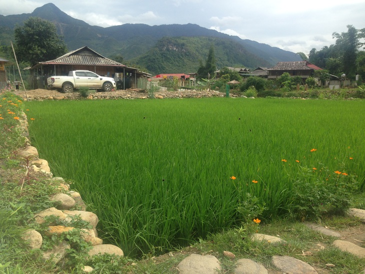 Mô hình trồng trọt thuận tự nhiên trên cấy lúa nếp tan, dưới nuôi cá chép xương cong của người Thái ở bản Lướt. Ảnh: Đỗ Quang Tuấn Hoàng