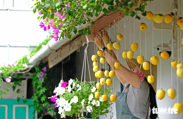 Một Đà Lạt rất thơ trong mùa hồng treo gió - loại đặc sản ngon ngọt mỗi năm chỉ có một lần - Ảnh: MINH AN