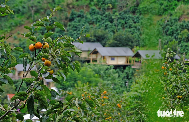 Vườn hồng chín vàng thấp thoáng bên những mái nhà Đà Lạt trong thời điểm phố núi sắp lập đông - Ảnh: MINH AN