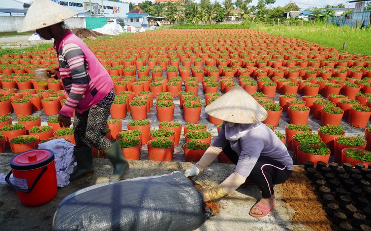 Người trồng hoa Tết phập phồng vì gặp thời tiết bất lợi