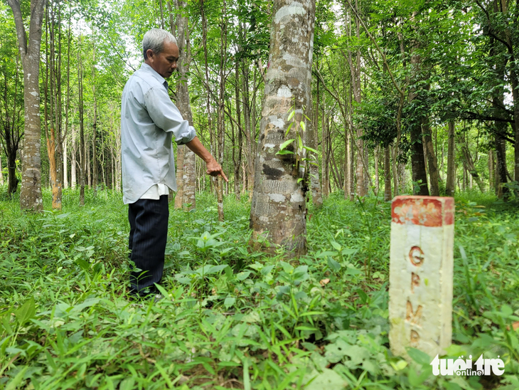 Diện tích cần thu hồi để thi công dự án cao tốc Vân Phong - Nha Trang khoảng 4ha, trong đó có 4.298 cây dó bầu 20 năm tuổi của dân - Ảnh: TRẦN HƯỚNG