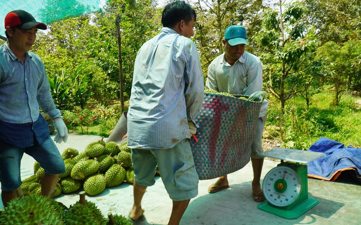 Sầu riêng mua tại vườn đã lên đến 125.000 đồng/kg