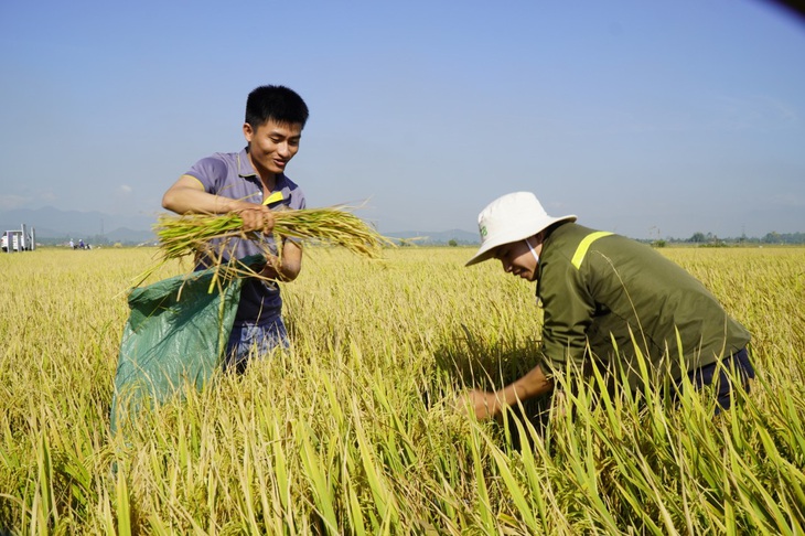 Nông dân ĐBSCL sẽ được Tập đoàn Lộc Trời hỗ trợ &quot;giải pháp canh tác&quot; từ phân bón tới hỗ trợ kỹ thuật trong vụ lúa đông xuân sắp tới - Ảnh: NGỌC HÂN