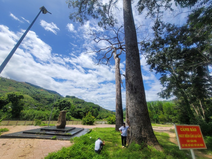 Xã Thành Sơn cắm biển cấm lại gần hai cây dầu rái tránh cành khô gãy rơi trúng - Ảnh: TRẦN HƯỚNG