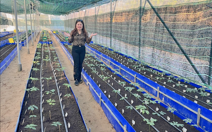 Chủ tịch Tập đoàn Mỹ Hạnh 'vẽ' dự án trồng sâm Ngọc Linh, huy động gần 1.300 tỉ đồng - Ảnh 2.