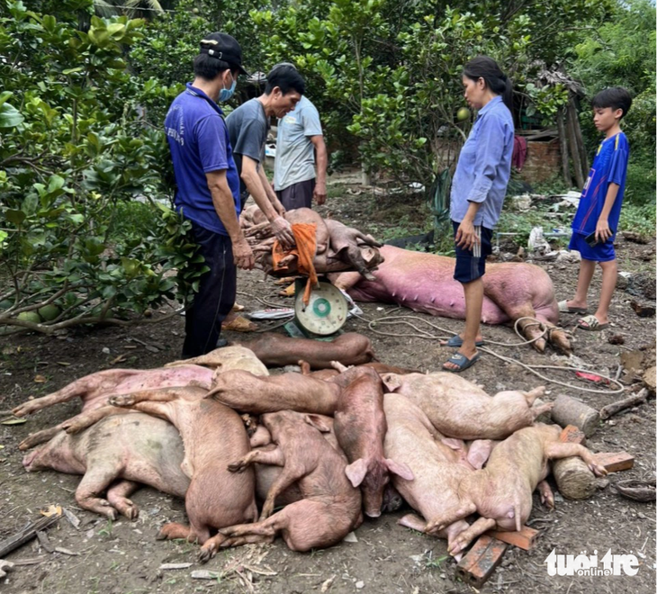 Số heo bị dịch tả chuẩn bị được ngành chức năng tổ chức tiêu hủy theo đúng quy định - Ảnh: A.X