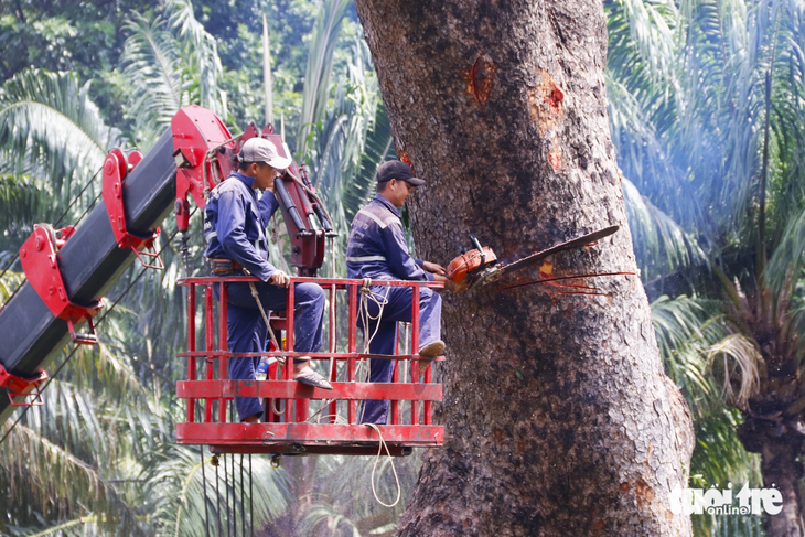 Nhân viên công ty cắt phần nhánh to nhất của cây cổ thụ