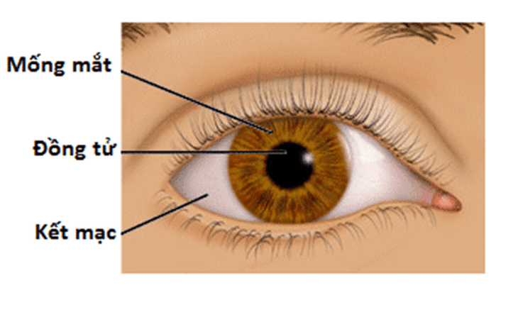 Đề xuất bắt buộc thu thập mống mắt vào cơ sở dữ liệu căn cước - Ảnh 3.