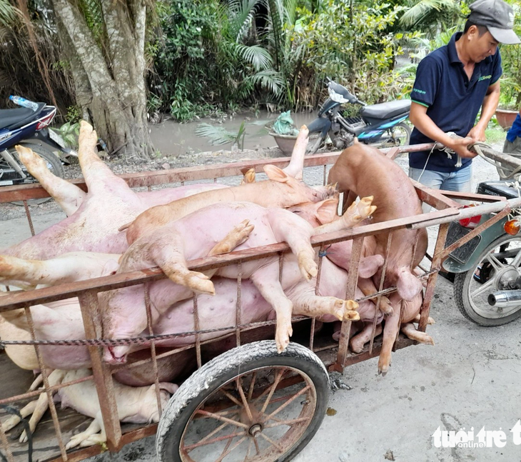 Số heo bị dịch tả chuẩn bị được ngành chức năng tiêu hủy - Ảnh: H.T.