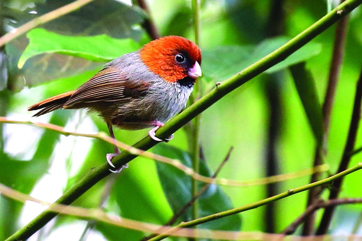 Khướu mỏ dẹt đuôi ngắn (Neosuthora davidiana) thuộc họ Paradoxornithidae. Ảnh: N.H.B