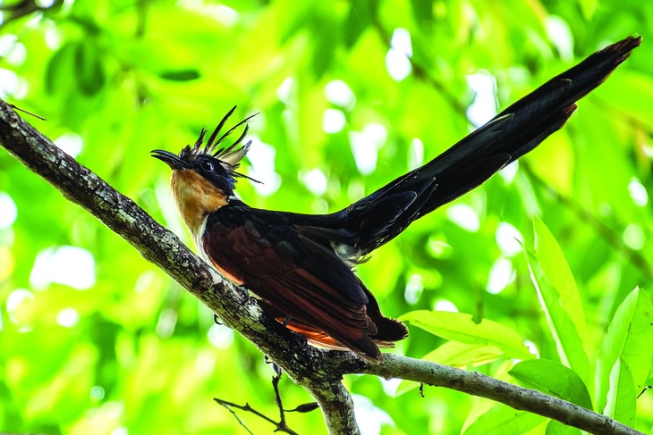 Chim Khát nước, thuộc họ Cuculidae (Clamator coromandus), cái tên rất lạ. Ảnh: SÂM THƯƠNG