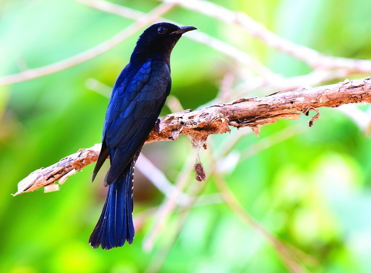 Cu cu đen (Surniculus lugubris), rất dễ nhầm lẫn với các loài chim cu (doves), có lẽ được lấy phiên âm theo tiếng Anh là Cuckoo. Ảnh: N.H.B