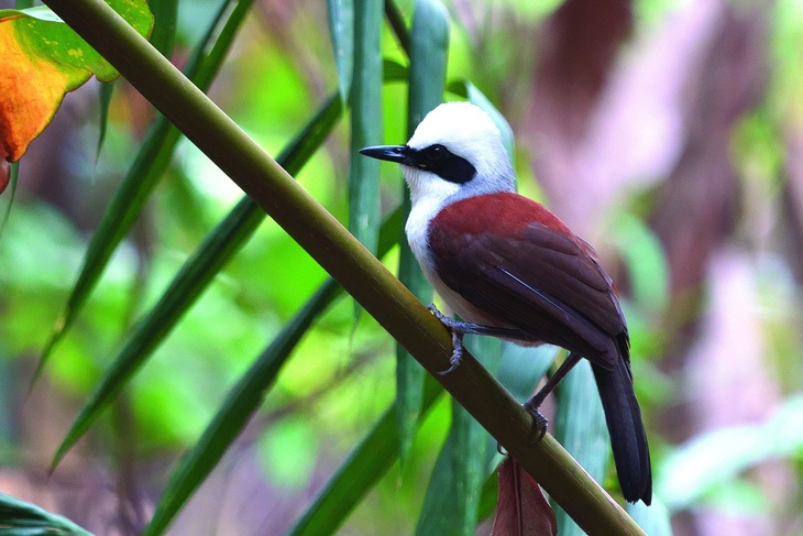 Khướu đầu trắng (Garrulax leucolophus), là loài khướu thực sự (Laughingthrush) và được đặt tên đúng với đặc điểm nhận dạng nổi bật. Ảnh: N.H.B