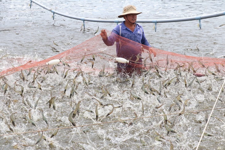 Theo ngành nông nghiệp tỉnh Bến Tre, từ đầu năm đến nay dịch bệnh đã gây thiệt hại hơn 696ha diện tích nuôi tôm trên toàn tỉnh - Ảnh: MẬU TRƯỜNG