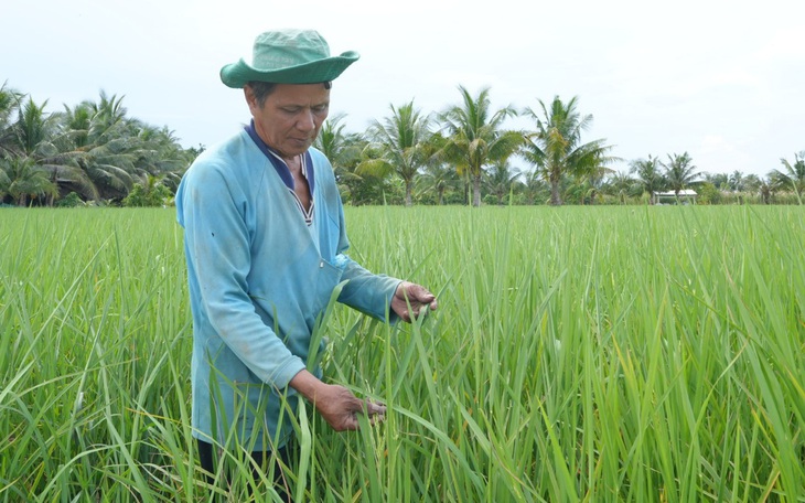 Ông Ba Tri mê trồng lúa sạch - Ảnh 4.