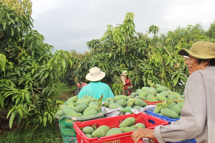 Thu hoạch xoài tại xã Phú Ngọc, huyện Định Quán, tỉnh Đồng Nai. Trái cây xuất khẩu đi Trung Quốc hiện đều phải thực hiện truy xuất nguồn gốc - Ảnh: B.Nguyên