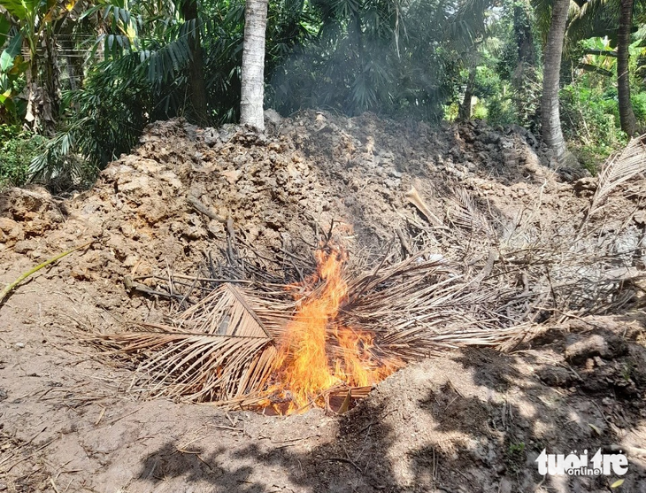 Số heo bị dịch tả chuẩn bị được ngành chức năng tiêu hủy - Ảnh: HOÀI THƯƠNG