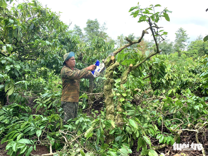 Đến nay nhiều hộ dân tự nguyện cắt bỏ cây trồng, giao đất cho dự án đường tránh Đông nhưng việc bồi thường chưa thực hiện - Ảnh: TÂM AN