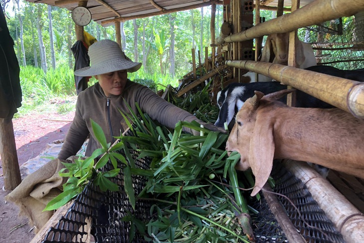 40 hộ nông dân có hoàn cảnh khó khăn ở Đồng Nai sẽ được trao vốn không lãi suất tại chương trình Tiếp sức nhà nông. Trong ảnh: Chị Đào Thị Hương - 35 tuổi, ngụ ấp 2, xã Lâm San, huyện Cẩm Mỹ - mong nhận vốn để mở rộng chăn nuôi dê - Ảnh: A LỘC