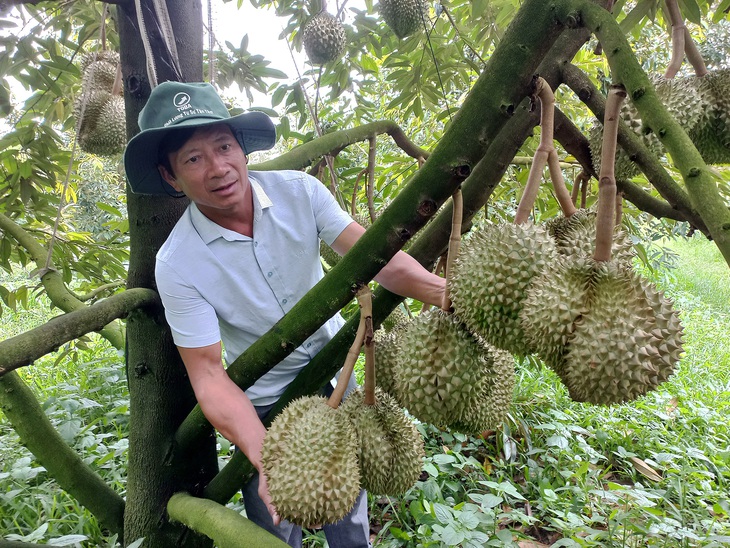 Ông Bùi Văn Quyển tại vườn sầu riêng tiền tỉ của mình - Ảnh: ĐÌNH CƯƠNG