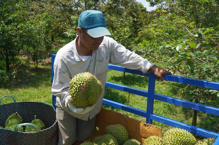 Ngành nông nghiệp tỉnh Bến Tre kiên quyết nói không với sầu riêng non nhằm bảo vệ thương hiệu sầu riêng Việt Nam nói chung và sầu riêng Bến Tre nói riêng - Ảnh: MẬU TRƯỜNG