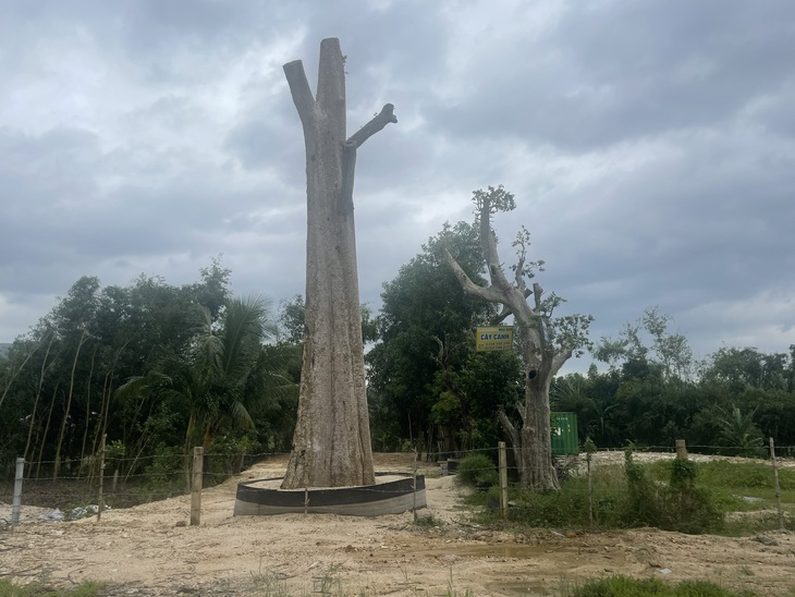 Cây bằng lăng cổ thụ bị doanh nghiệp trúng quyền khai thác bứng đem bán trái phương án được thống nhất - Ảnh: NGUYỄN ĐỨC