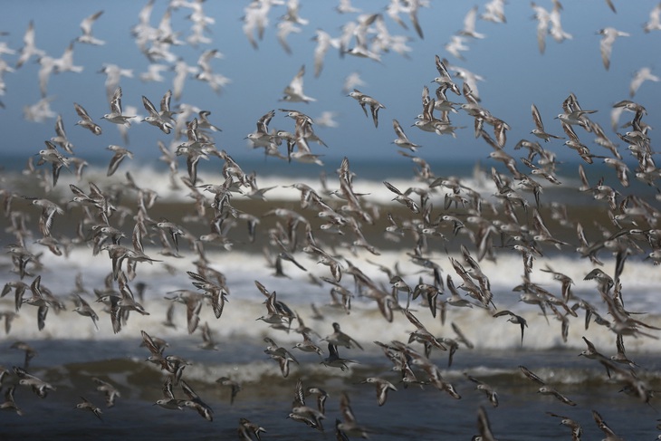 Một đàn chim hoang dã ở bang Rio Grande do Sul của Brazil - Ảnh: REUTERS