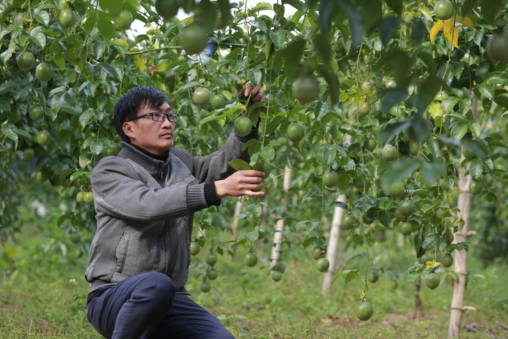 Lai Châu đạt nhiều thành tựu sau 70 năm học tập và làm theo thư Bác Hồ- Ảnh 2. Người dân Lai Châu trồng chanh leo mang lại hiệu quả, giúp người dân thoát nghèo - Ảnh: C.TUỆ
