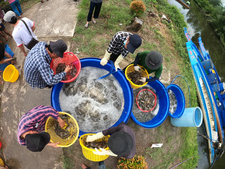 Cà Mau tổ chức hội thi bắt tôm nhanh và câu tôm tại Festival tôm - Ảnh 2.