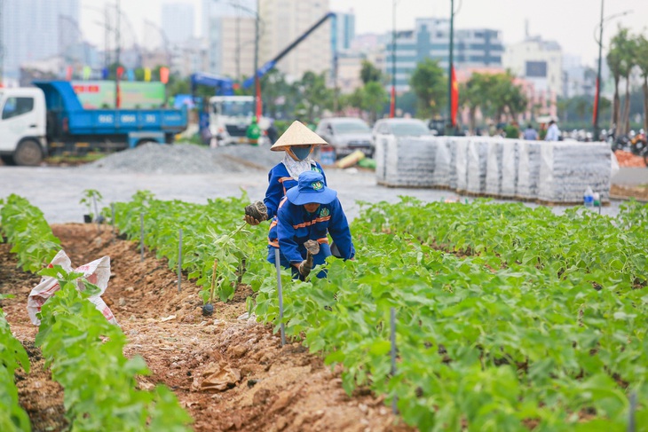 Dự kiến vườn hoa hướng dương 15.000 cây ven sông Sài Gòn phía Thủ Thiêm sẽ nở vào dịp Giáng sinh, năm mới sắp tới - Ảnh: LÊ PHAN