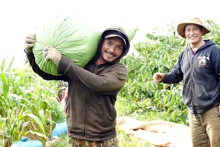 Nông dân trồng cà phê đang tận hưởng vụ mùa có giá cao nhất từ trước đến nay - Ảnh: THẾ THẾ