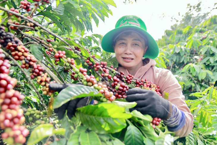 Nhiều nông dân cho biết vẫn đợi giá lên nữa càng gây áp lực cho các đại lý đã ký hợp đồng từ trước - Ảnh: MINH PHƯƠNG