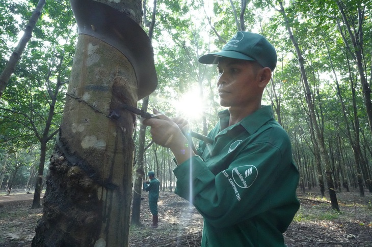 Công nhân cạo mủ sớm tại vườn cao su công ty TNHH PTCS Tân Biên Kampong Thom - Ảnh: THẾ KIỆT