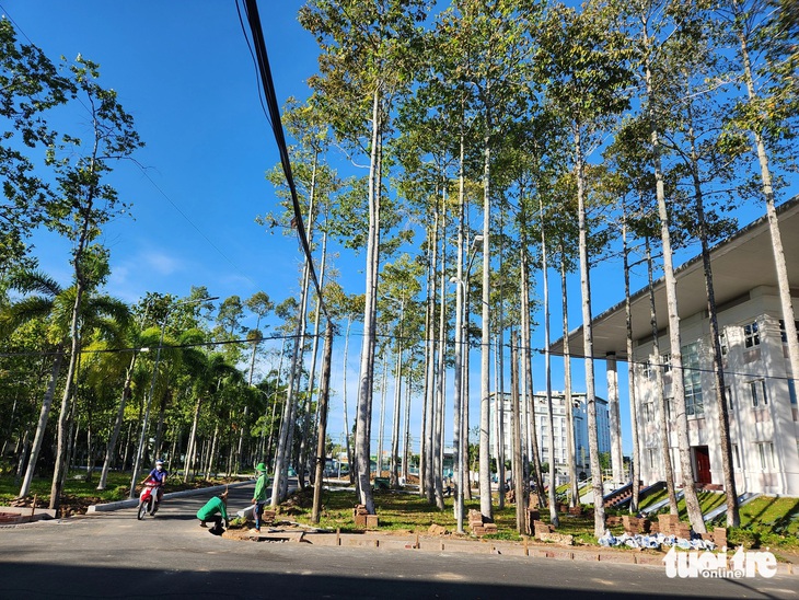 Công nhân đang thi công cải tạo, sửa chữa trong khuôn viên của Tỉnh ủy Kiên Giang - Ảnh: BỬU ĐẤU