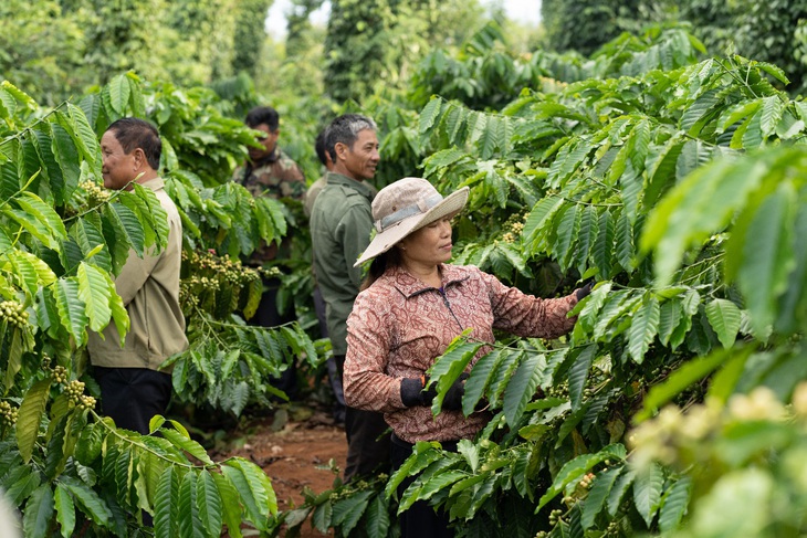 73,5 triệu cây giống chất lượng cao, kháng bệnh, đã được phát cho nông dân thông qua dự án NESCAFÉ Plan