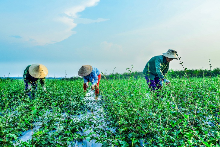 Cây cà gai leo An Xuân được trồng trên cùng đồi huyện Cam Lộ (Quảng Trị) với quy trình khép kín, đạt tiêu chuẩn GACP-WHO của Tổ chức Y Tế thế giới - Ảnh: QUỲNH DIỄM