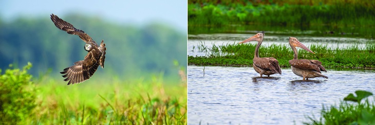 Nhiêu loài chim quý xuất hiện ở Tràm Chim, Tam Nông như Diều đầm lầy (trái, ảnh Quốc Hoài), Bồ nông chân xám (ảnh Sâm Thương)