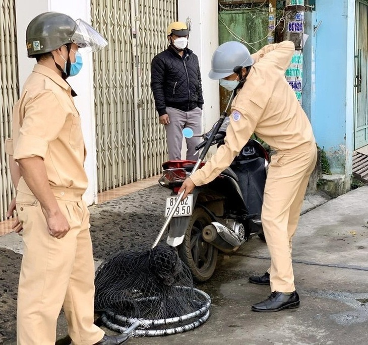 Lực lượng của phường Tây Sơn (TP Pleiku, Gia Lai) bắt chó thả rông và nghi mắc bệnh dại - Ảnh minh họa: BỒNG SƠN