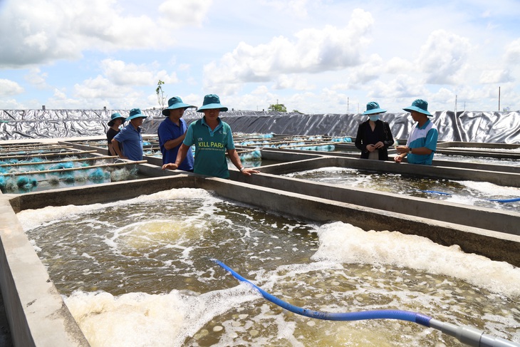 Nuôi tôm siêu thâm canh ứng dụng công nghệ cao, công nghệ tuần hoàn nước tại xã Vĩnh Trạch, TP Bạc Liêu - Ảnh: CHÍ QUỐC 