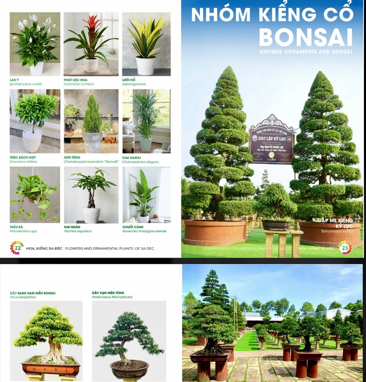 Nhóm kiểng cổ với nhiều tạo hình độc đáo, giá trị kinh tế cao - Ảnh: dongthap.gov.vn