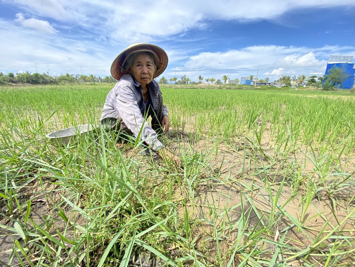 Bà Nguyễn Thị Xứng, xã Duy Nghĩa, chăm đám lúa trời kế bên khu du lịch Hoiana - Ảnh: B.D.