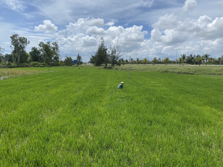 Người dân huyện Duy Xuyên (Quảng Nam) tranh thủ trồng lúa trên đất trong khu vực dự án làm khu du lịch - Ảnh: B.D.