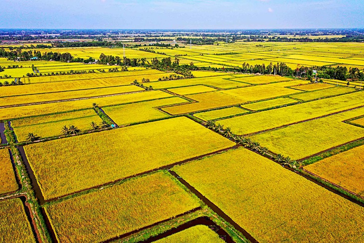 Mô hình lúa tôm tại Hợp tác xã dịch vụ nông nghiệp An Khang (huyện Hồng Dân, tỉnh Bạc Liêu) - Ảnh: Q.ĐỊNH